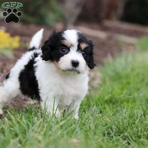 Taylor, Cavachon Puppy